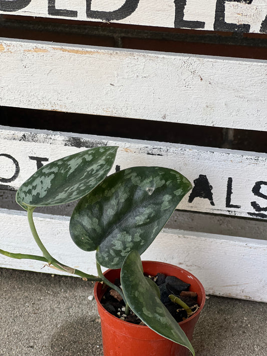 Scindapsus Black Mamba