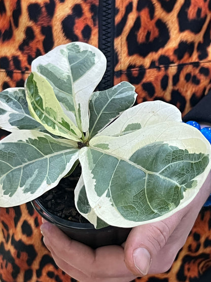 Ficus Lyrata Variegated Fiddle Leaf Fig