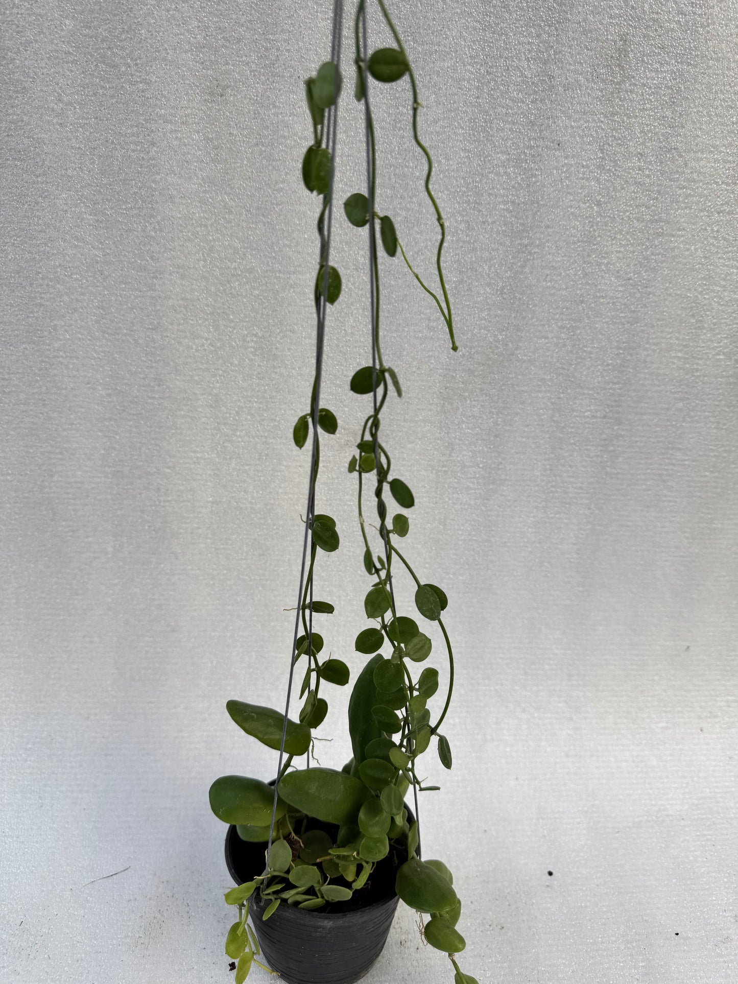 Dischidia Major (Pre-Order)