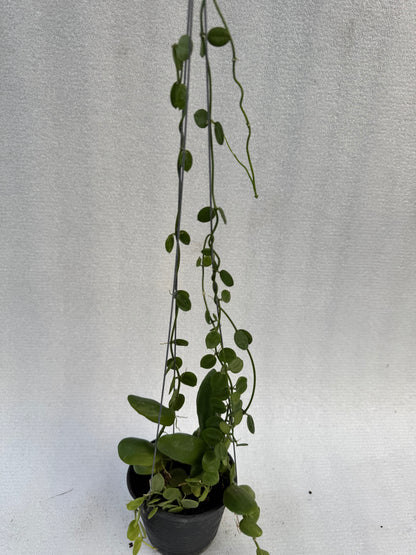 Dischidia Major (Pre-Order)