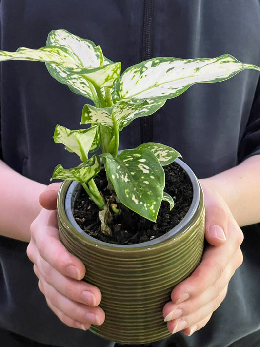 Aglaonema Super  White