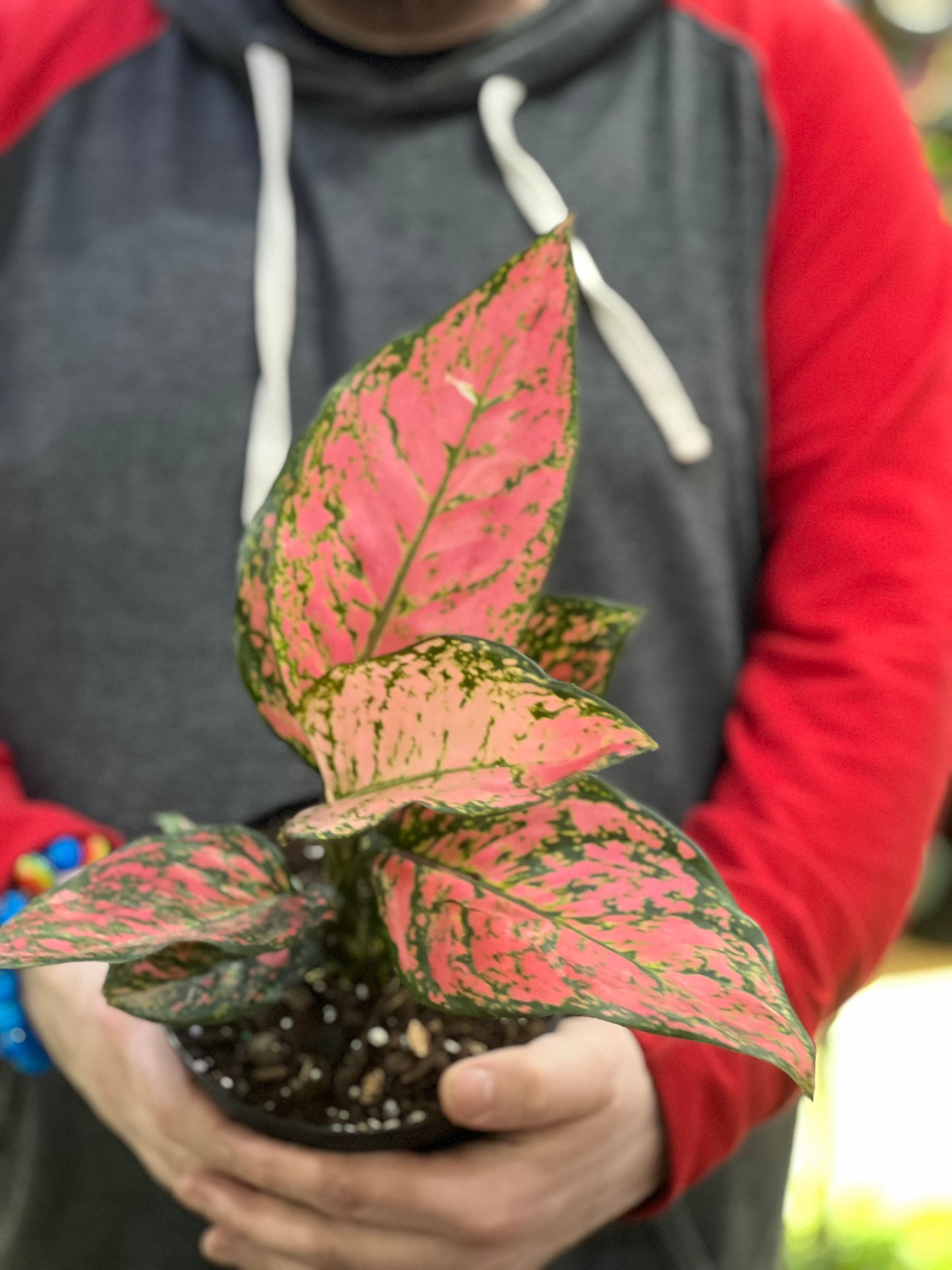 Aglaonema Lady Valentine