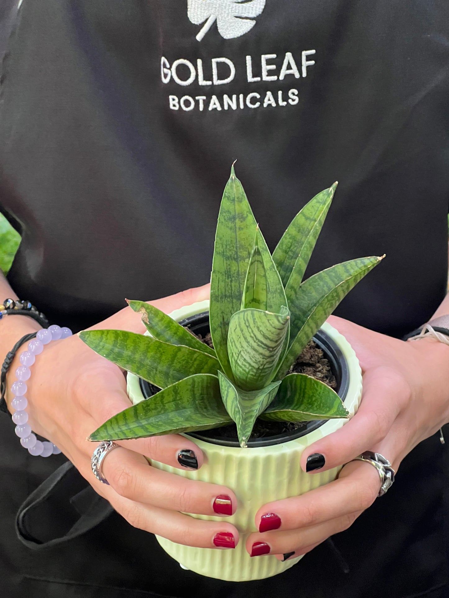 Sansevieria Indo Hybrid