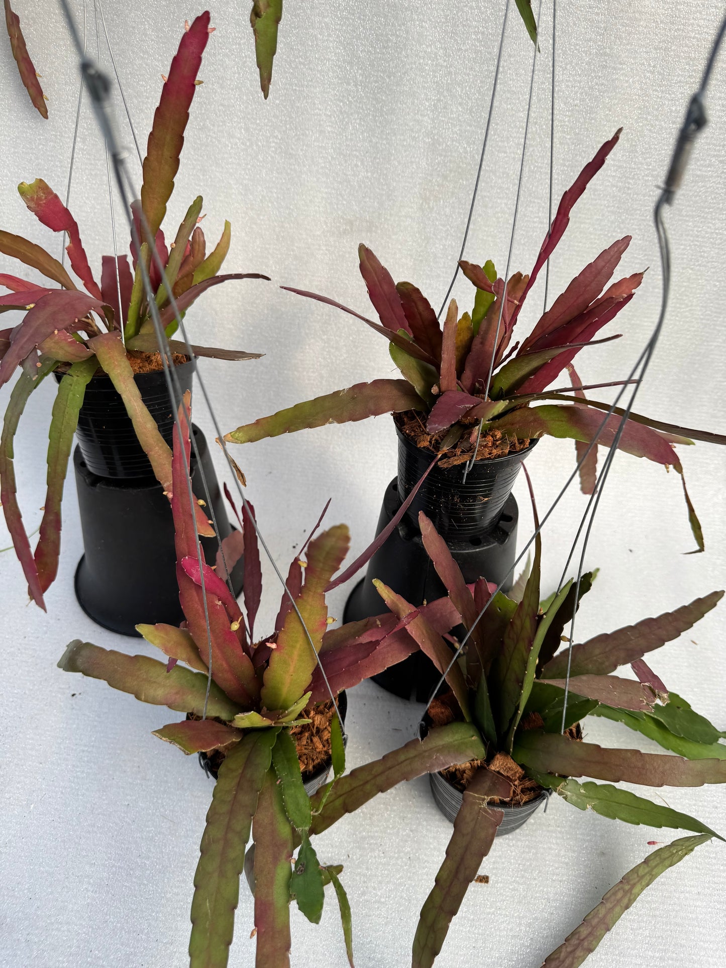 Rhipsalis Ramulosa  (Pre-Order)