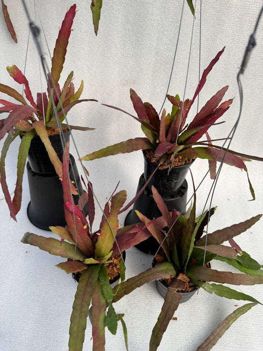 Rhipsalis Ramulosa  (Pre-Order)