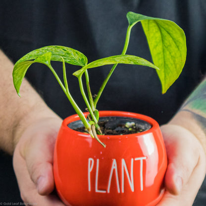 Epipremnum Pinnatum Mint Being Held By a plant store owner