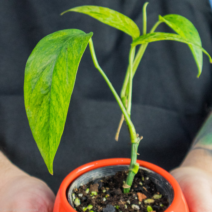 Epipremnum Pinnatum Mint leaf close up