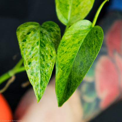 Epipremnum Pinnatum Mint Leaves