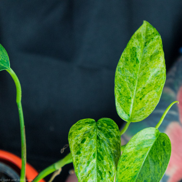 Epipremnum Pinnatum Mint For Sale in Ontario