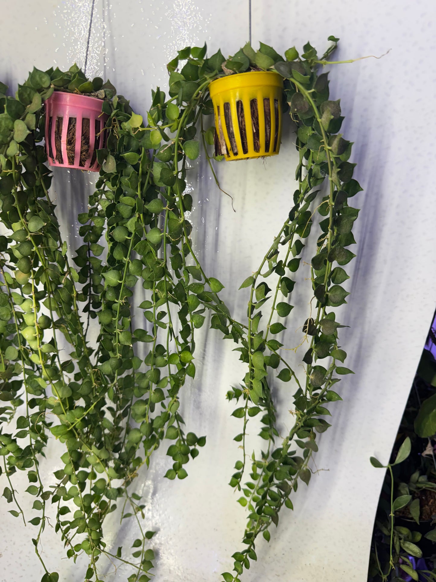 Dischidia Million Hearts (Pre-Order)