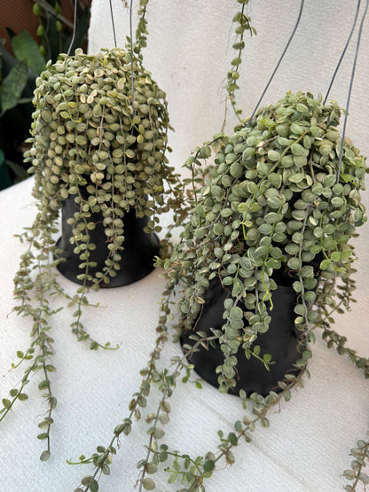 Dischidia Nummularia  Variegata (Variegated String of Nickels) (Pre-Order)