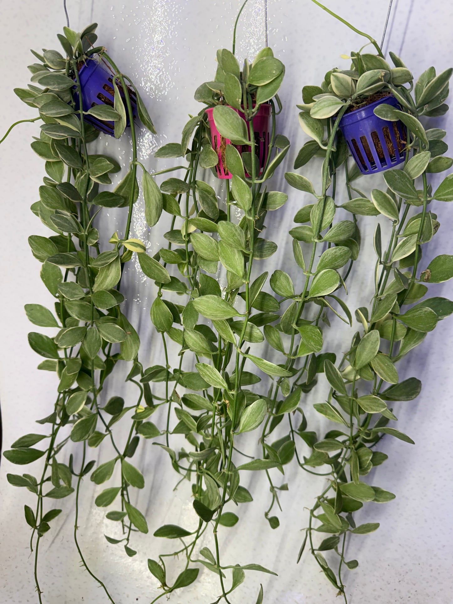 Dischidia Oiantha Variegatta  (Pre-Order)