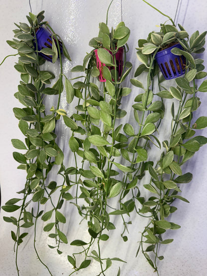 Dischidia Oiantha Variegatta  (Pre-Order)