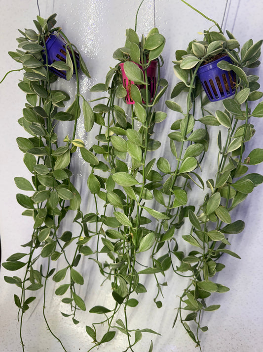 Dischidia Oiantha Variegatta  (Pre-Order)