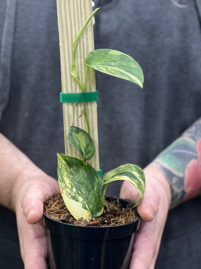 Jade Satin Scindapsus Variegated