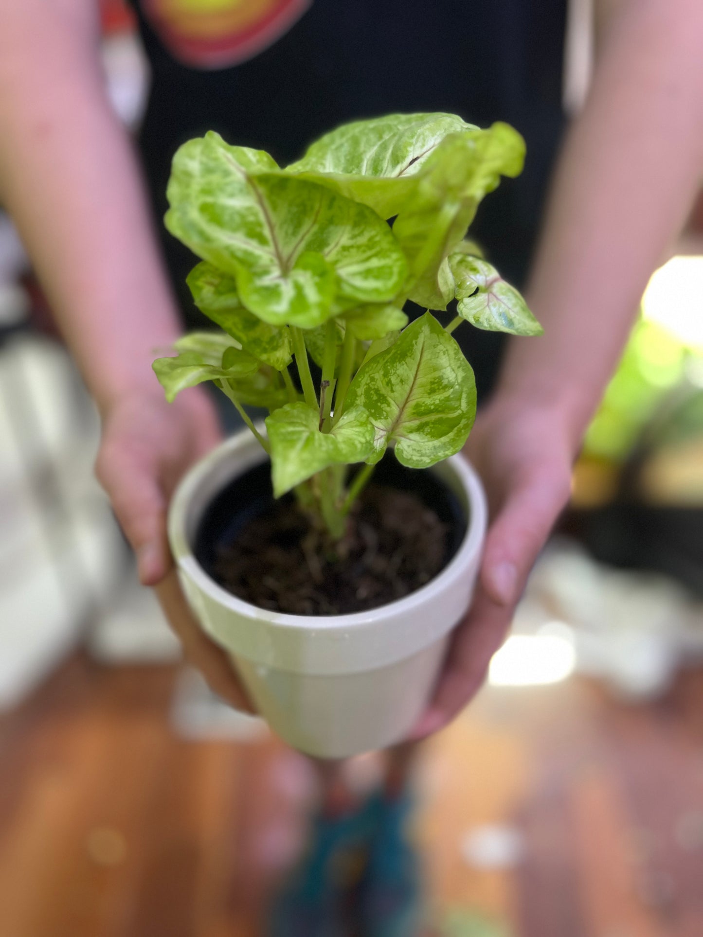 Syngonium Kiwi