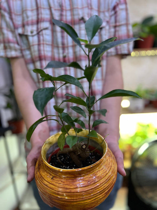 Ficus Ginseng Bonsai