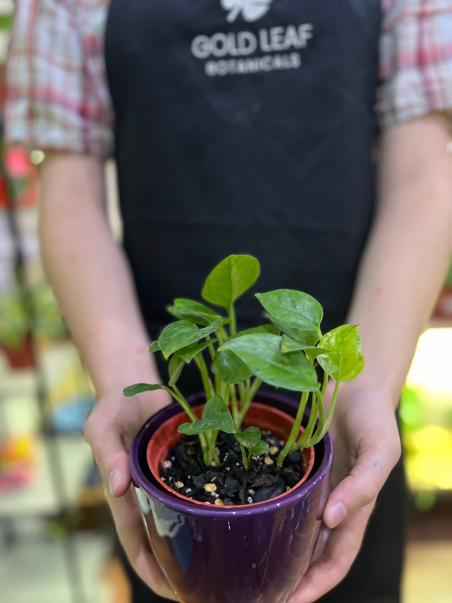 Emerald Pothos