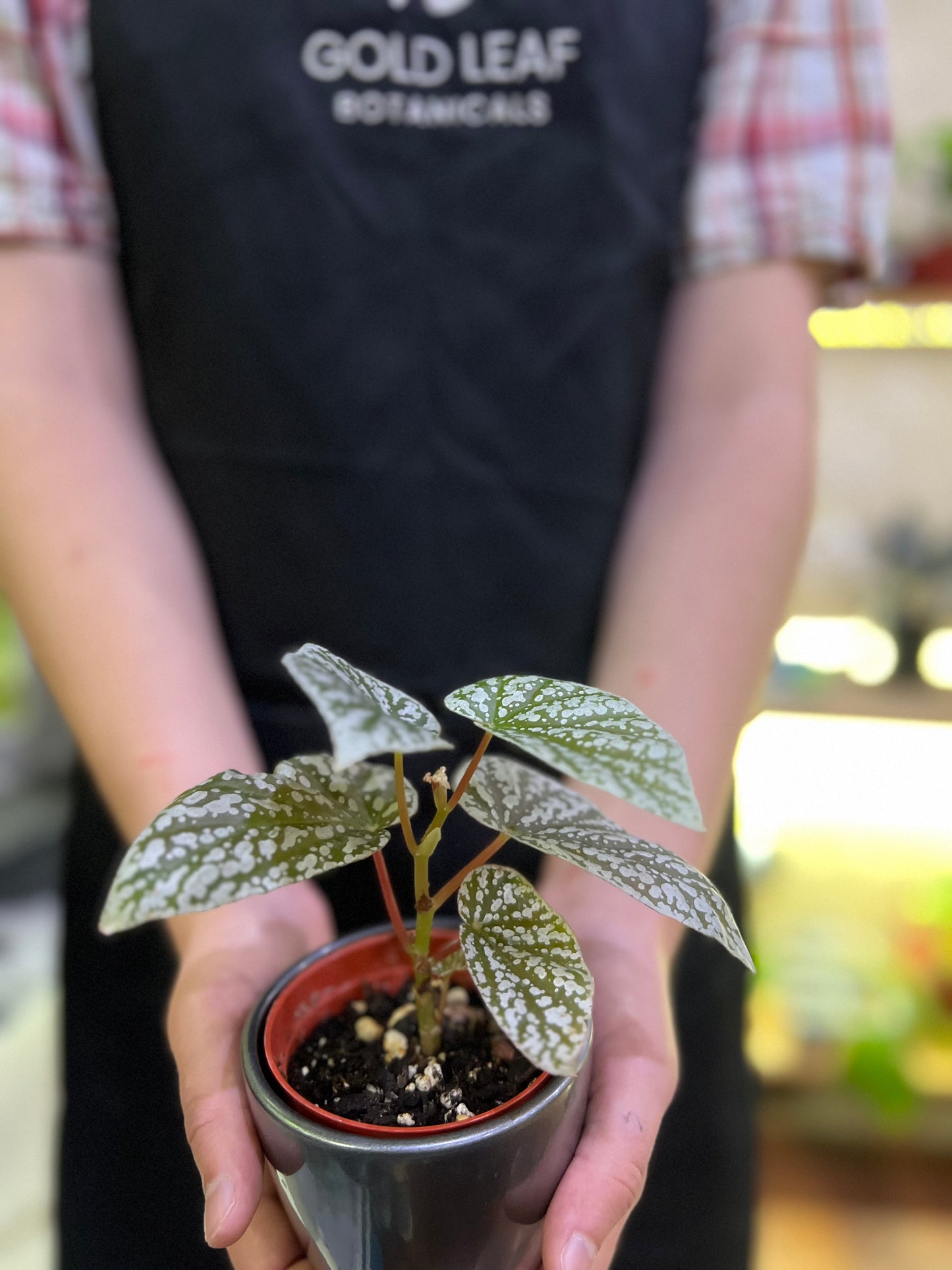 Begonia Snowcaps