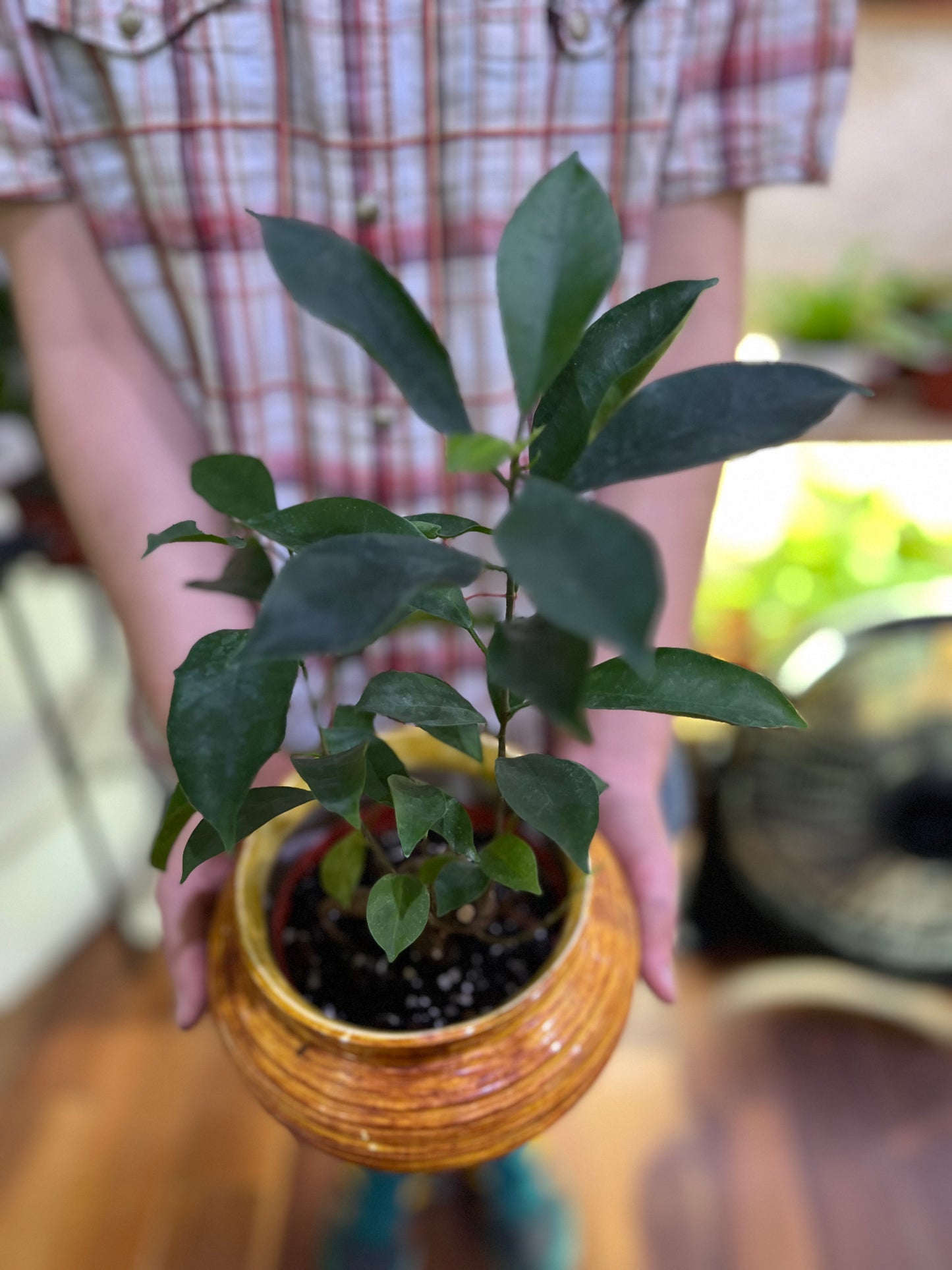 Ficus Ginseng Bonsai