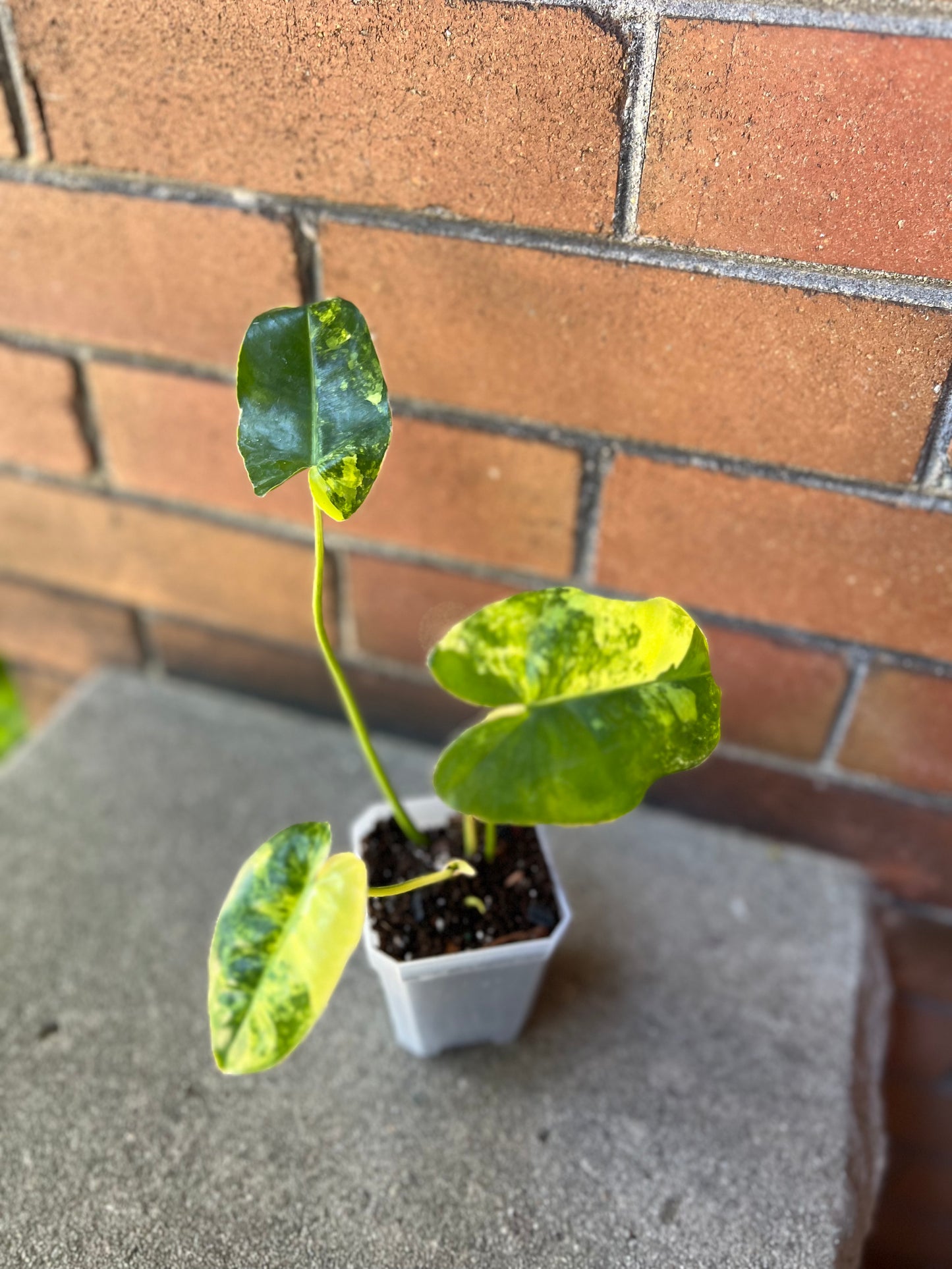 Philodendron Burle Marx variegated (grown in house) 3.5 inch.