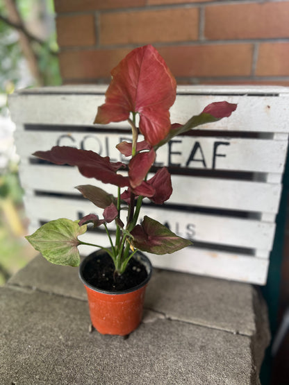 Syngonium Red