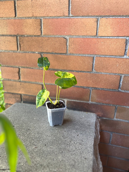 Philodendron Burle Marx variegated (grown in house) 3.5 inch.