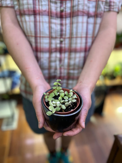 Dischidia Nummularia  Variegata (Variegated String of Nickels)