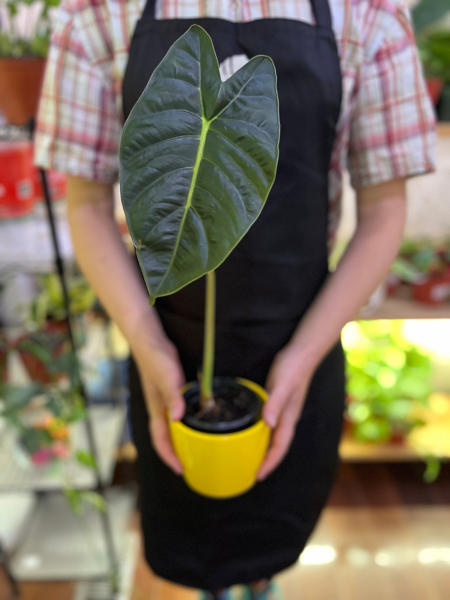 Alocasia Golden Bones