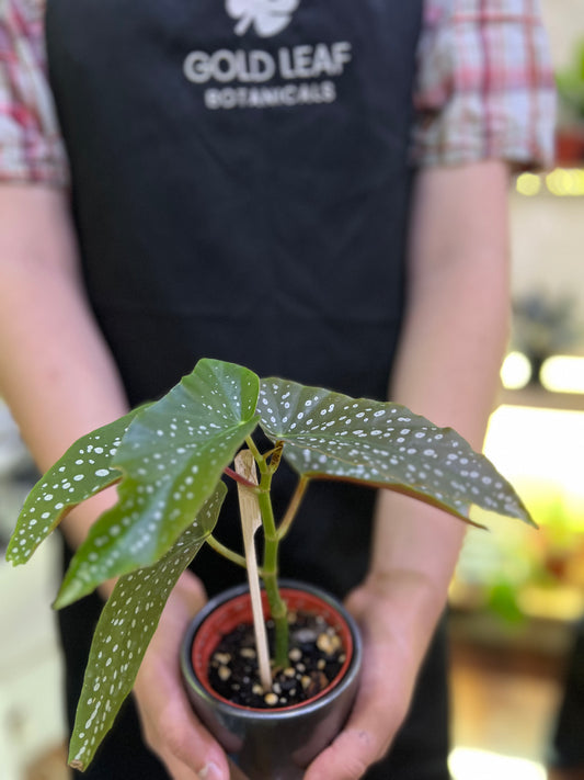 Begonia Readii