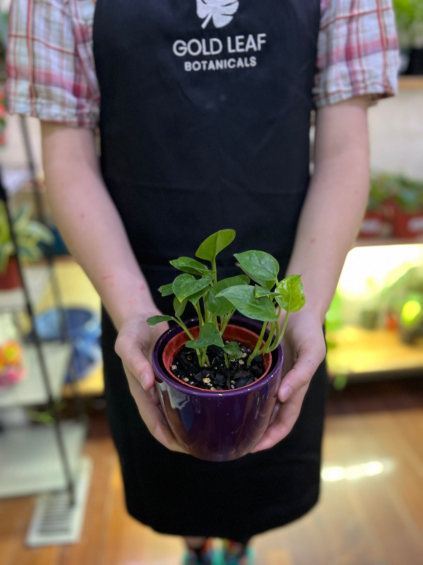 Emerald Pothos