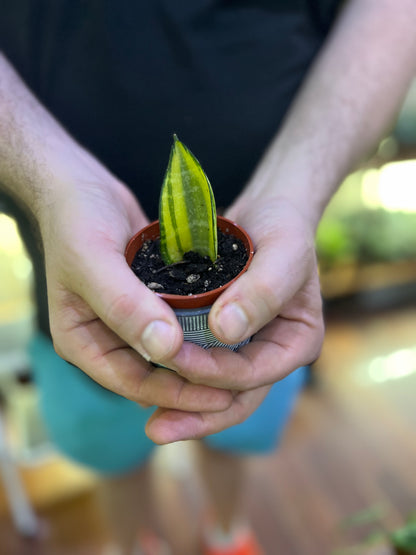 Sansevieria Koi Fin