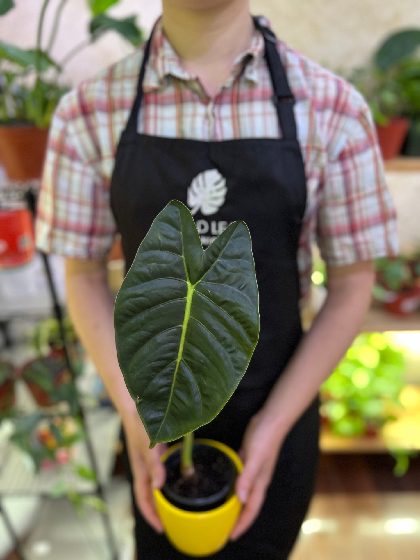 Alocasia Golden Bones