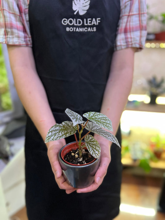 Begonia Snowcaps