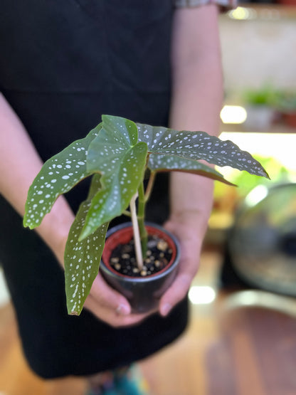 Begonia Readii