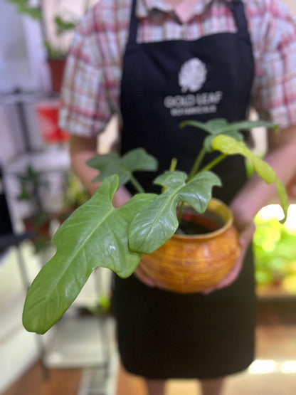 philodendron bipinnatifidum juvenile Philodendron Bipinnatifidum Care