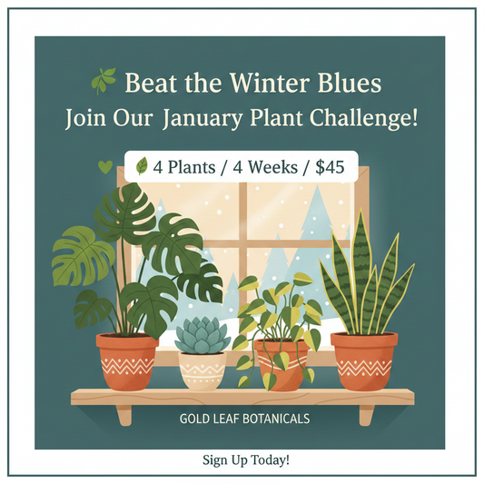 Beat the Winter Blues