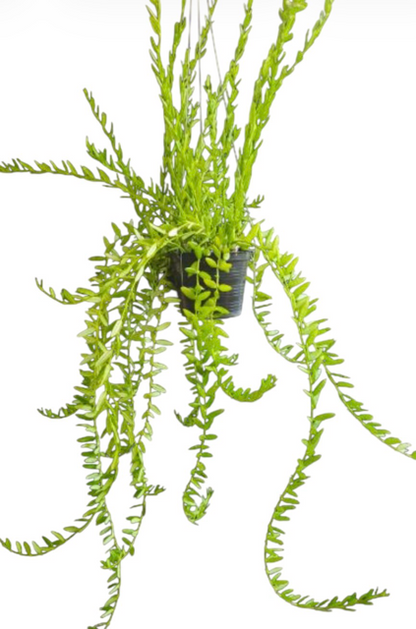 🌿 Rare & Collector Hoya Preorder