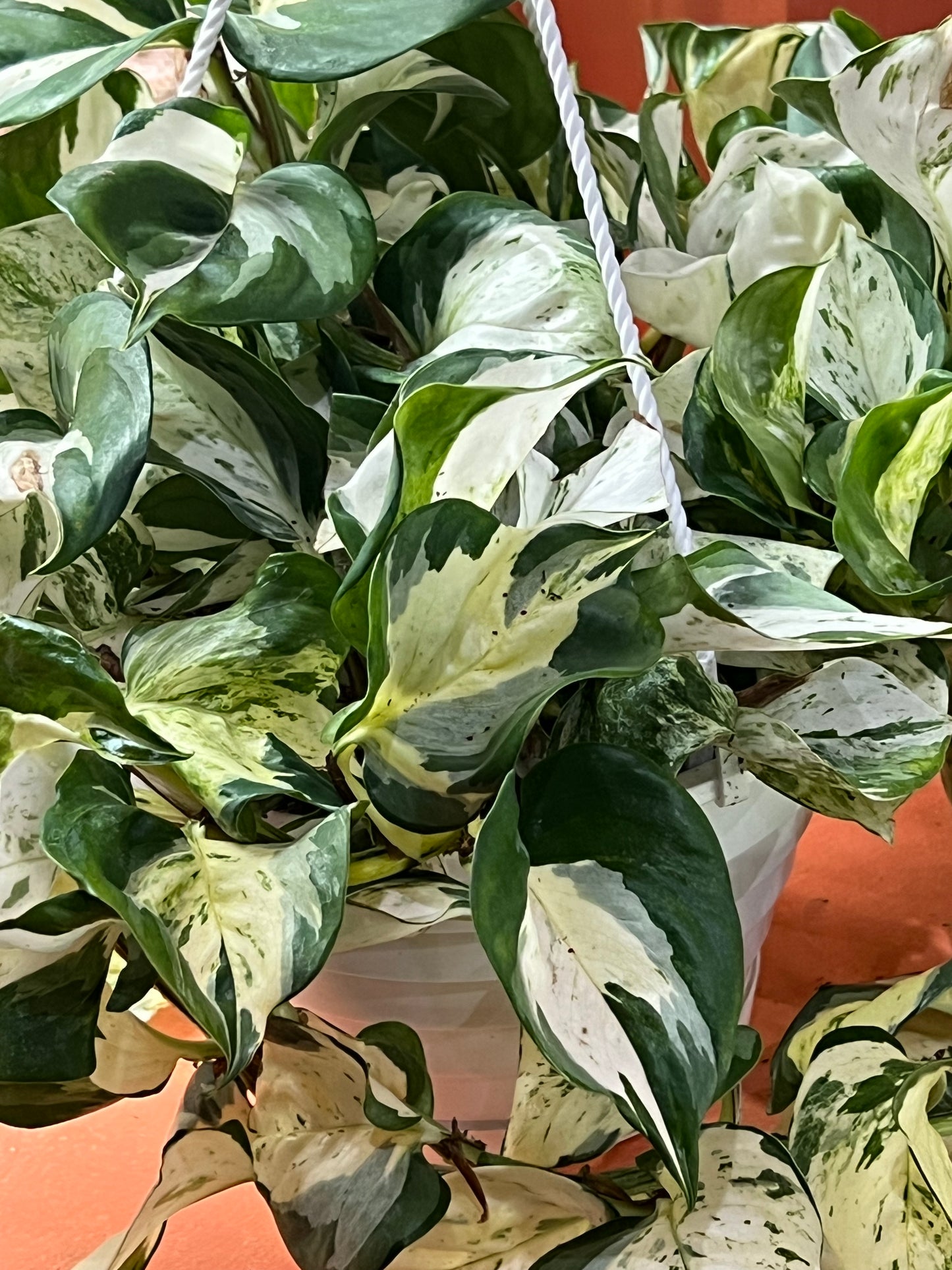 Epiprenmum Manjula