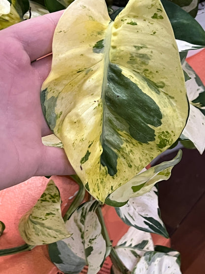 Epiprenmum Manjula