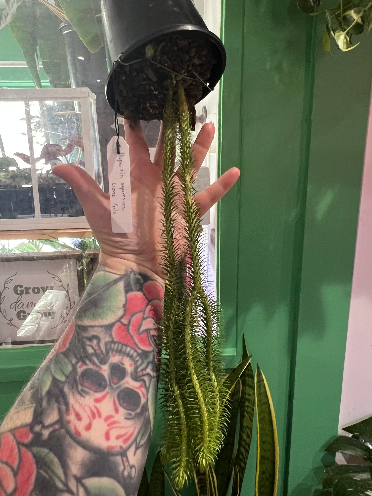 Huperzia Squarosa Lions Tail