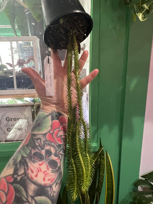 Huperzia Squarosa Lions Tail
