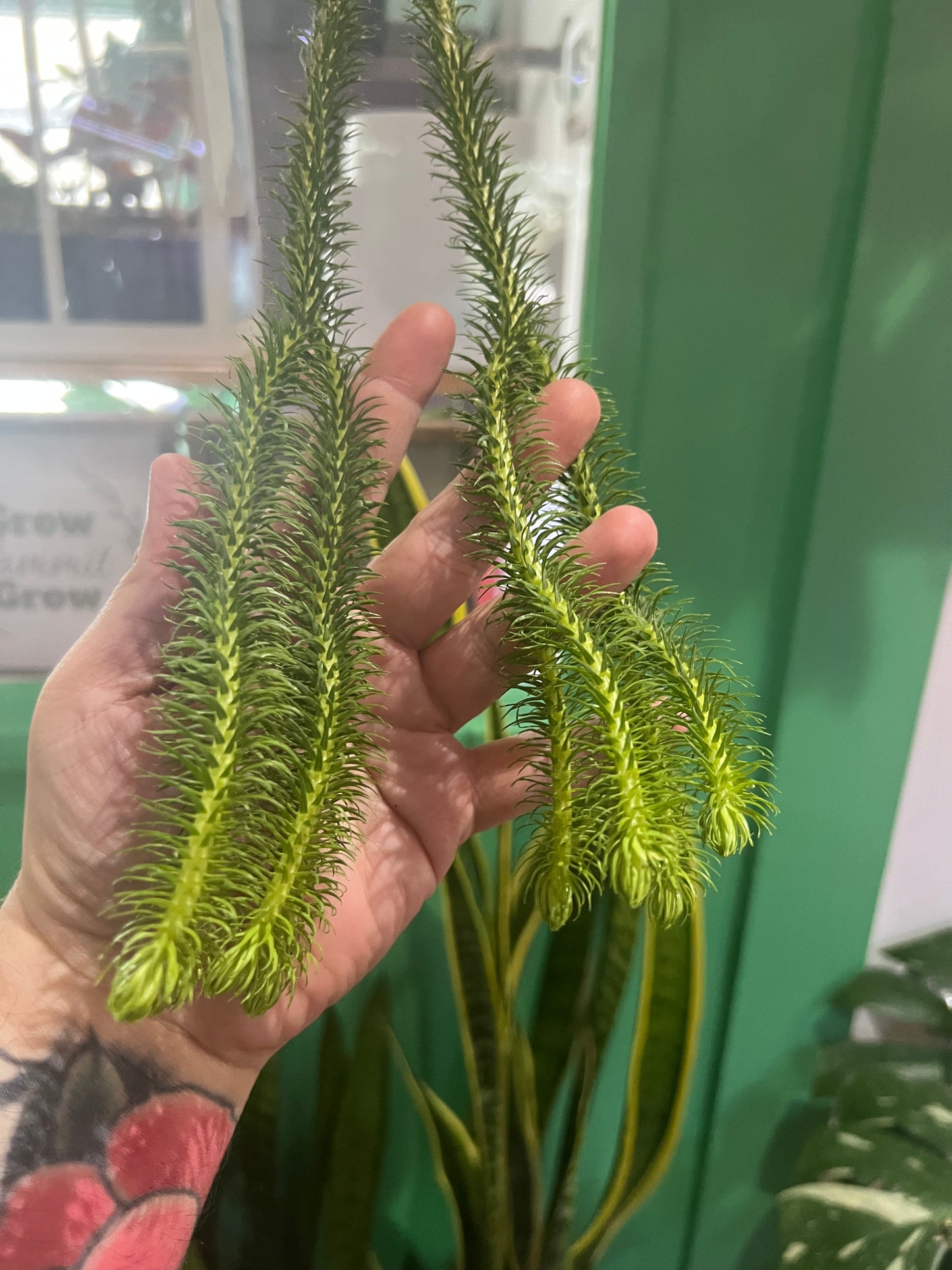 Huperzia Squarosa Lions Tail
