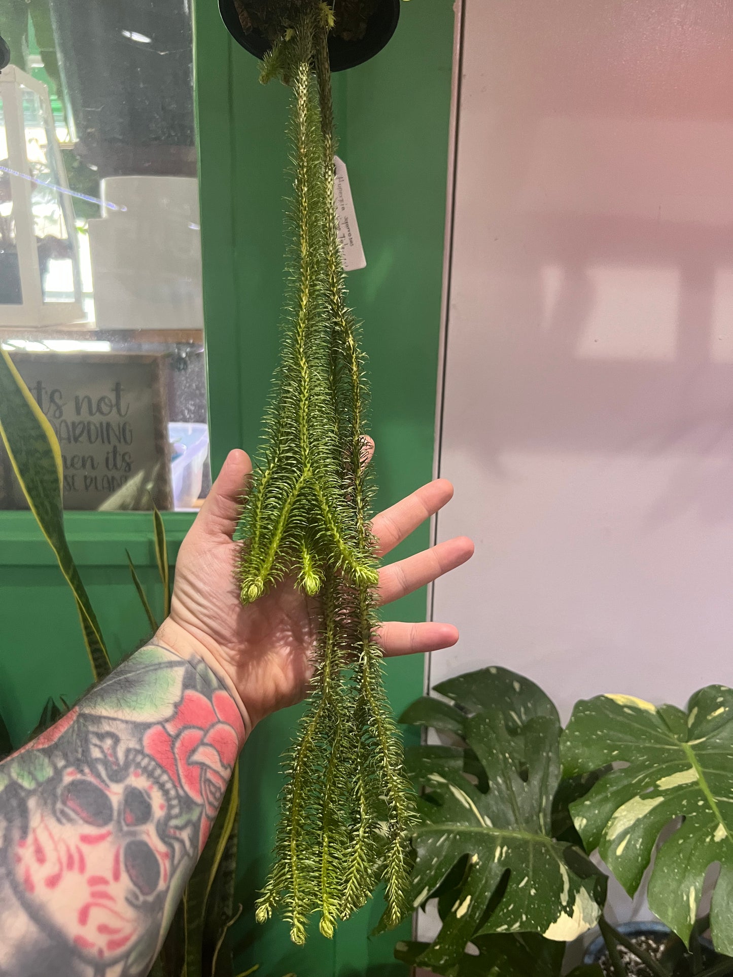 Huperzia Squarosa Lions Tail