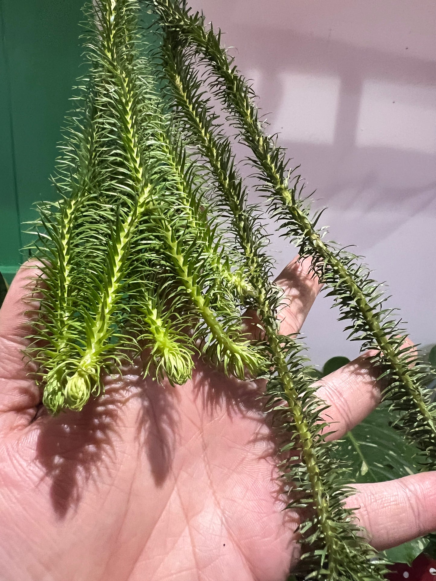 Huperzia Squarosa Lions Tail