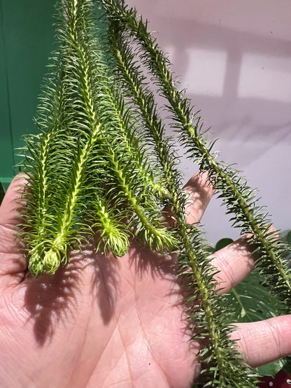 Huperzia Squarosa Lions Tail