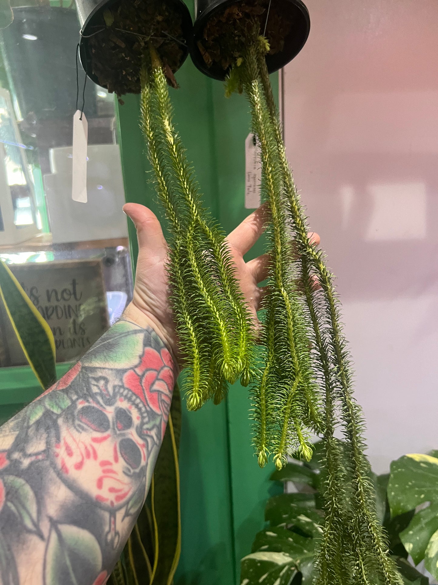 Huperzia Squarosa Lions Tail