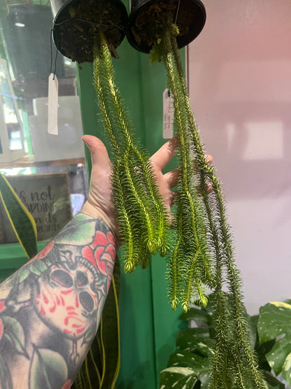 Huperzia Squarosa Lions Tail