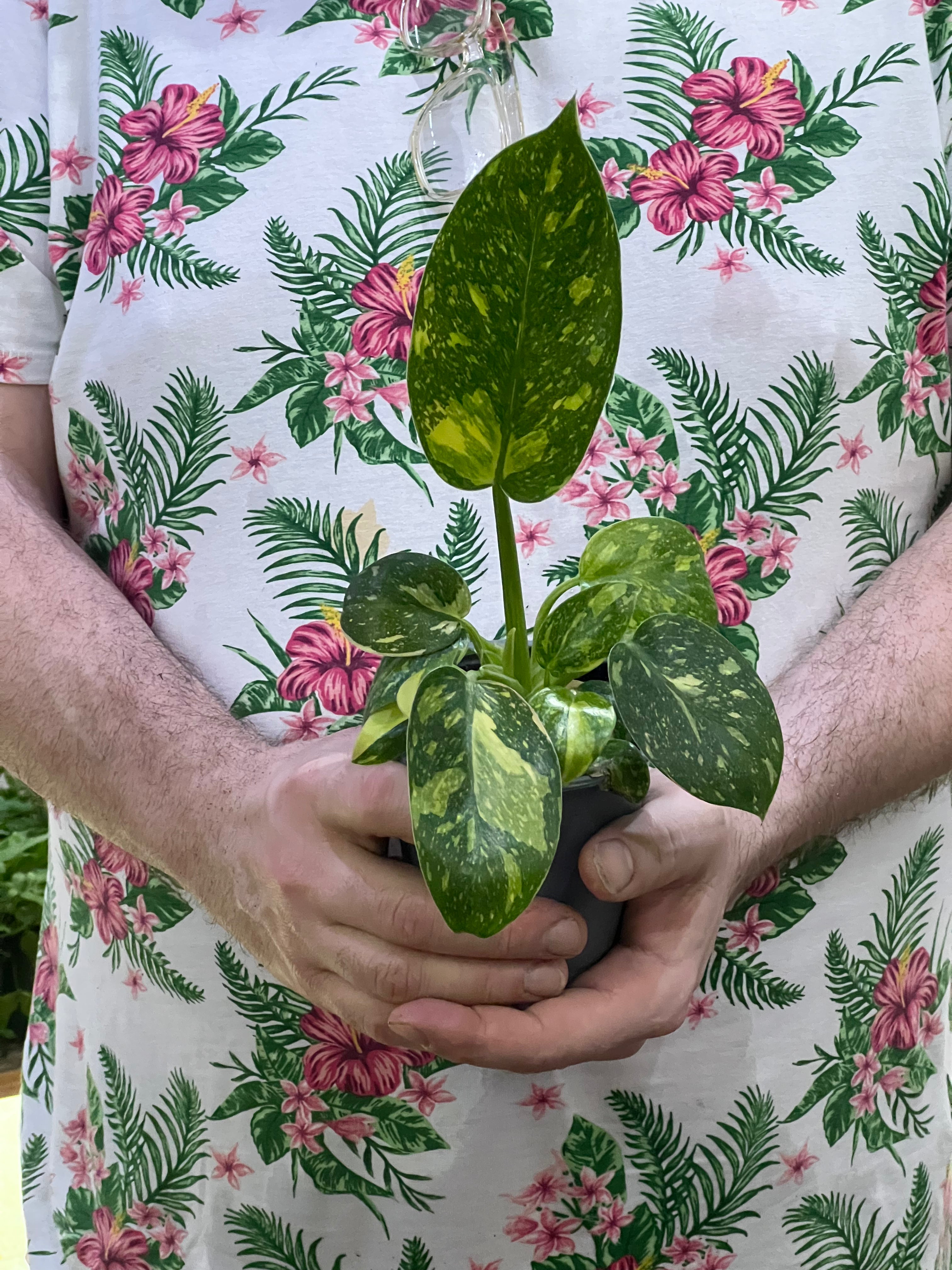Philodendron Congo Nuclear