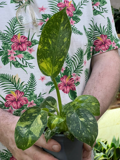 Philodendron Congo Nuclear